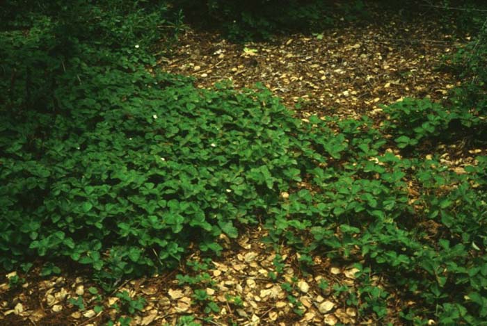 Plant photo of: Fragaria chiloensis