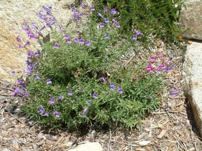 Plant photo of: Penstemon heterophyllus