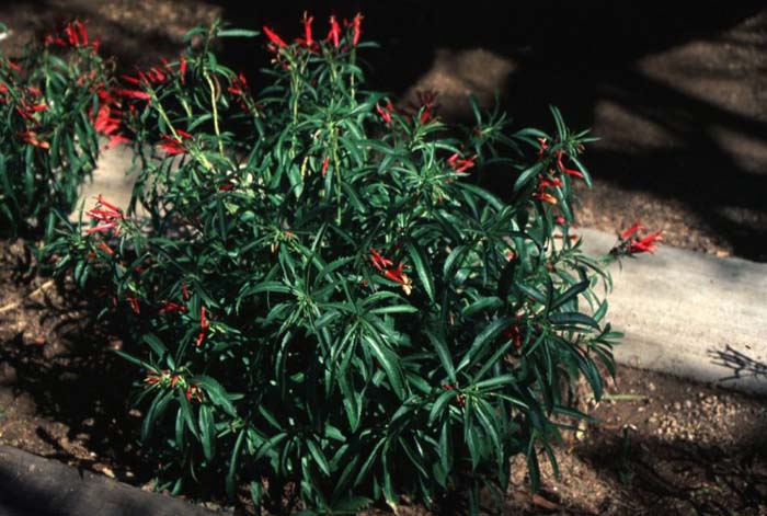 Lobelia laxiflora