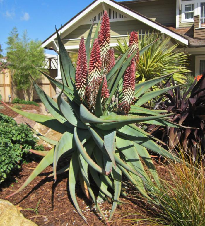 Plant photo of: Aloe speciosa