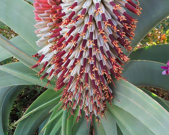 Plant photo of: Aloe speciosa