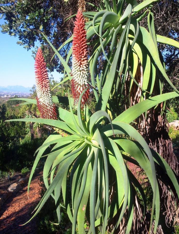 Plant photo of: Aloe speciosa