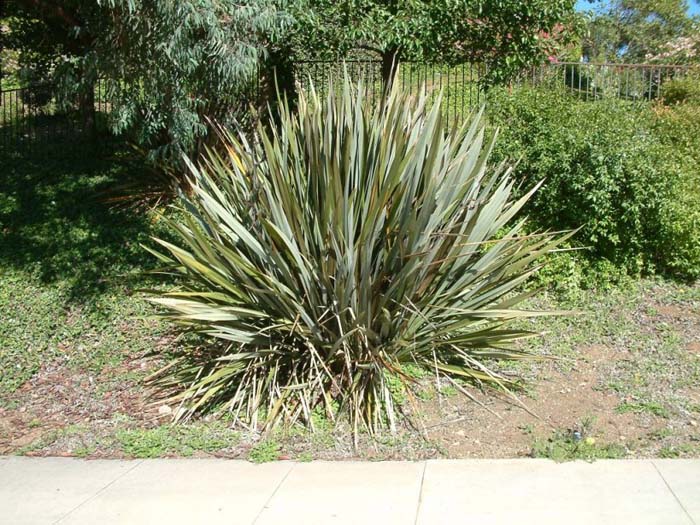 Phormium tenax