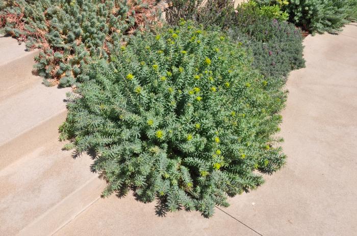 Euphorbia 'Lime Wall'