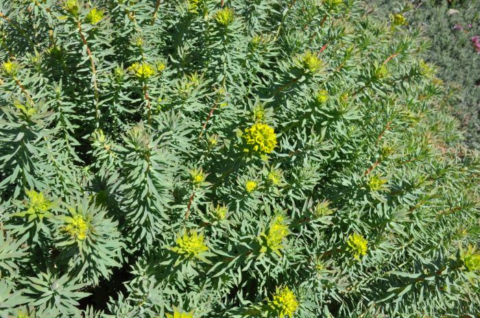 Plant photo of: Euphorbia 'Lime Wall'