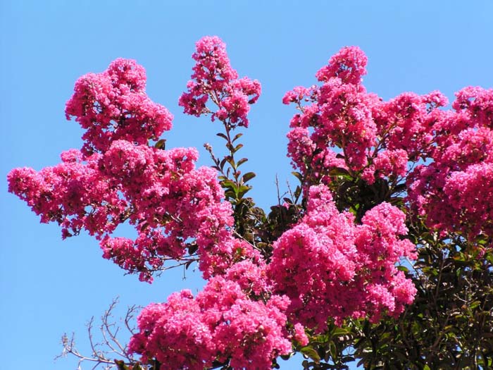 Plant photo of: Lagerstroemia indica