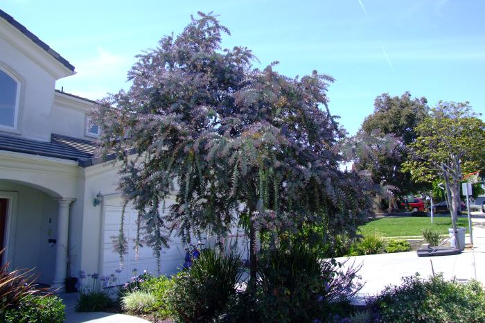 Acacia baileyana 'Purpurea'