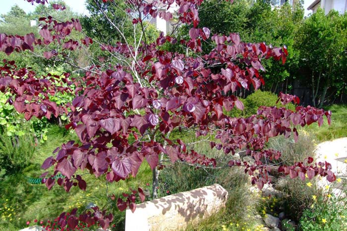 Cercis canadensis 'Forest Pansy'