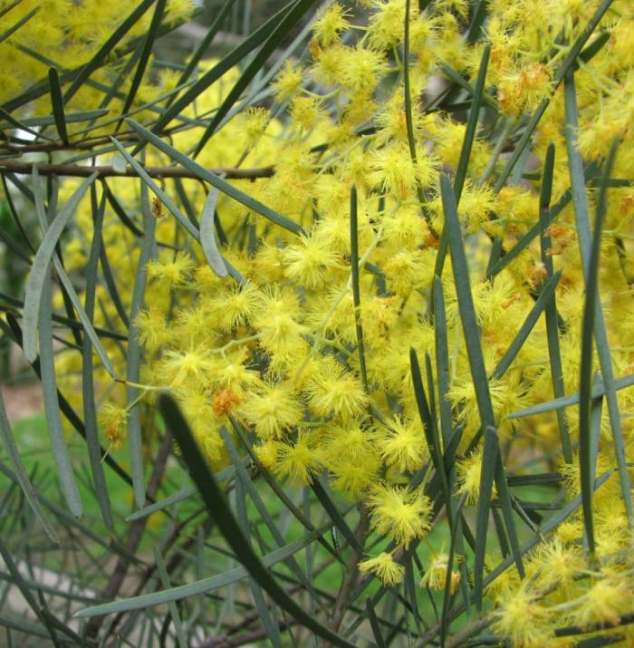 Acacia cognata