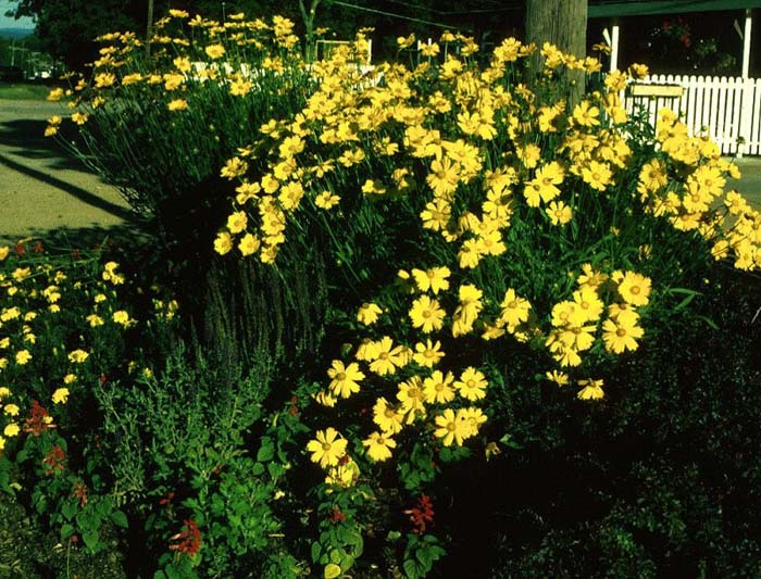 Plant photo of: Coreopsis lanceolata