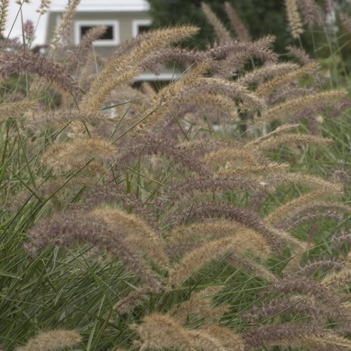 Plant photo of: Pennisetum orientale 'Karley Rose'