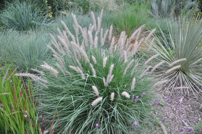 Plant photo of: Pennisetum orientale 'Karley Rose'