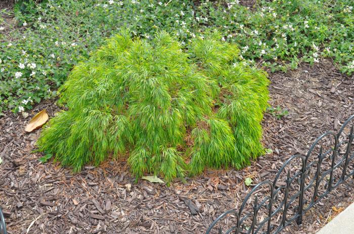 Plant photo of: Acacia cognata 'Cousin Itt'