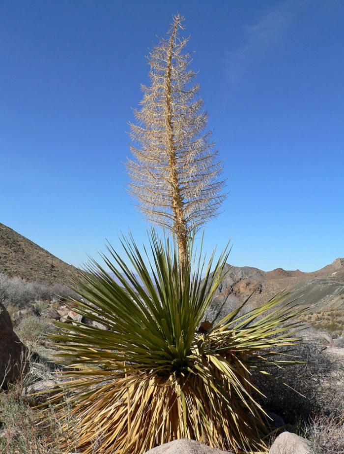 Plant photo of: Nolina parryi