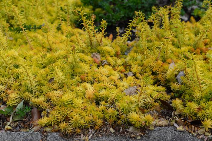 Sedum rupestre 'Angelina'