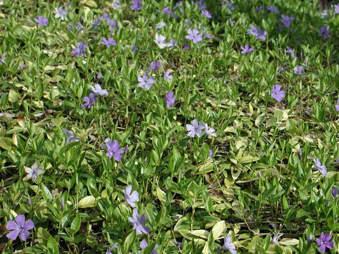 Plant photo of: Vinca minor