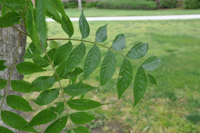 Plant photo of: Pistacia chinensis