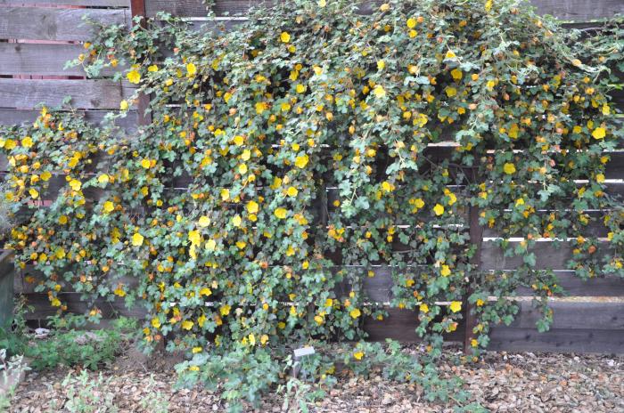 Plant photo of: Fremontodendron 'Dara's Gold'