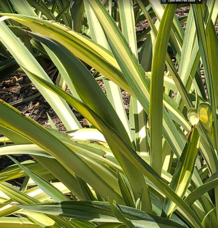 Plant photo of: Beschorneria yuccoides 'Flamingo Glow'