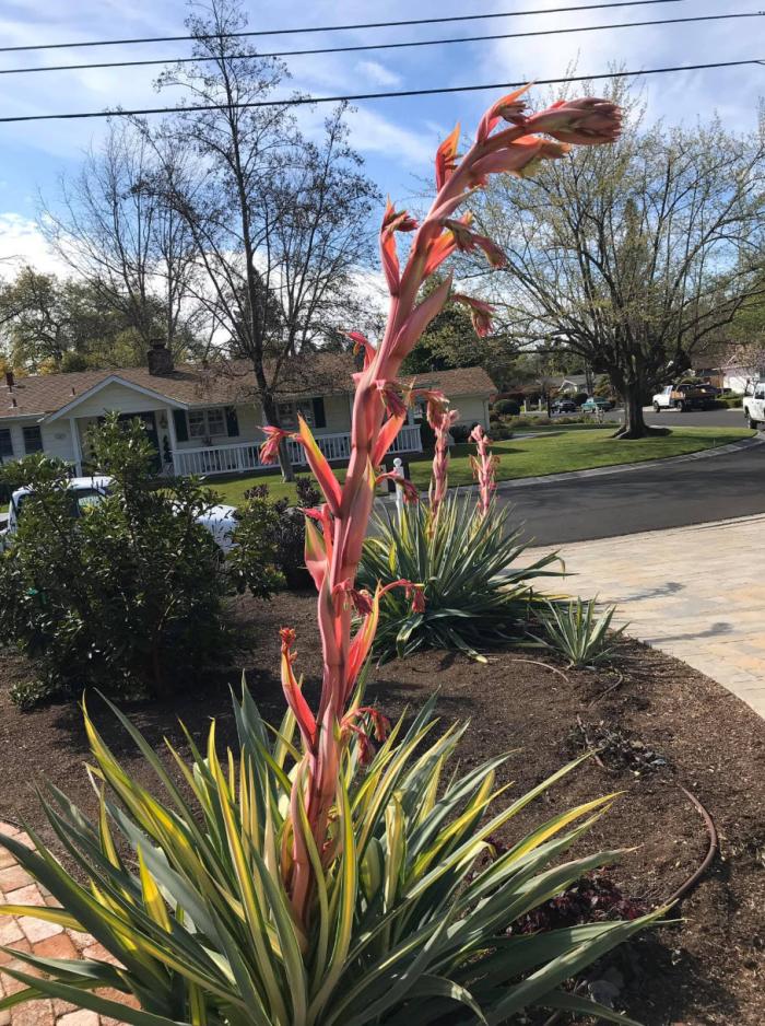 Plant photo of: Beschorneria yuccoides 'Flamingo Glow'