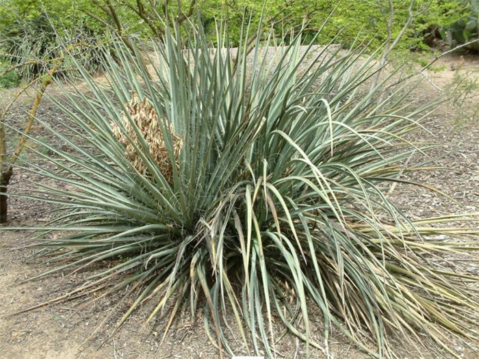 Yucca baccata