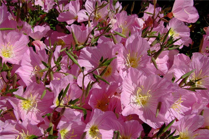 Plant photo of: Oenothera speciosa