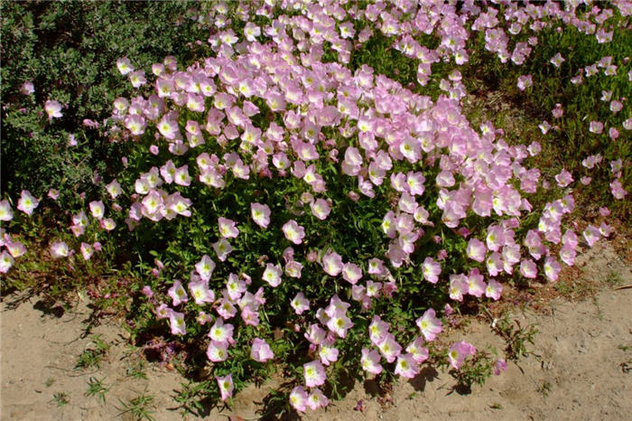 Plant photo of: Oenothera speciosa