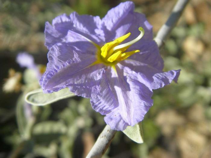 Plant photo of: Solanum hindsianum