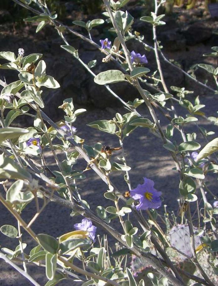 Plant photo of: Solanum hindsianum