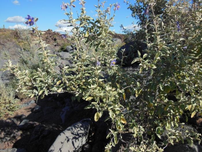 Plant photo of: Solanum hindsianum