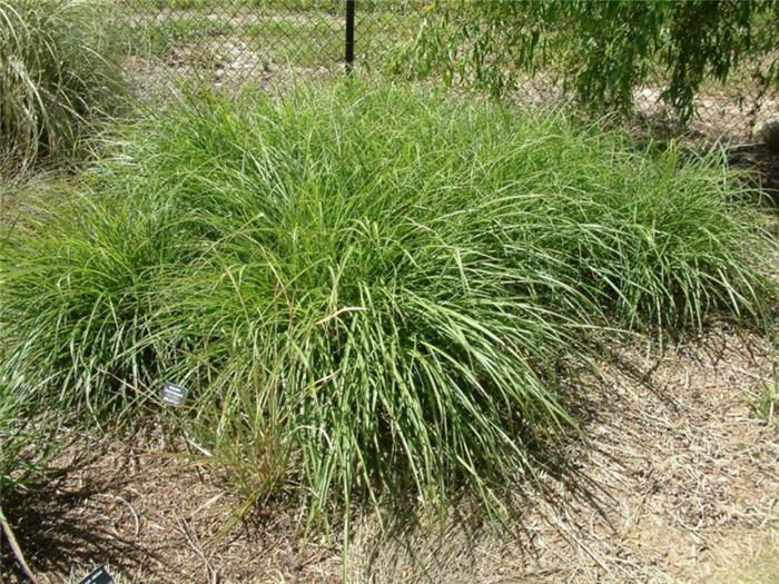 Plant photo of: Miscanthus transmorrisonensis