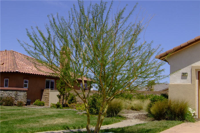 Parkinsonia aculeata