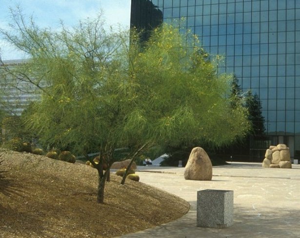 Plant photo of: Parkinsonia aculeata