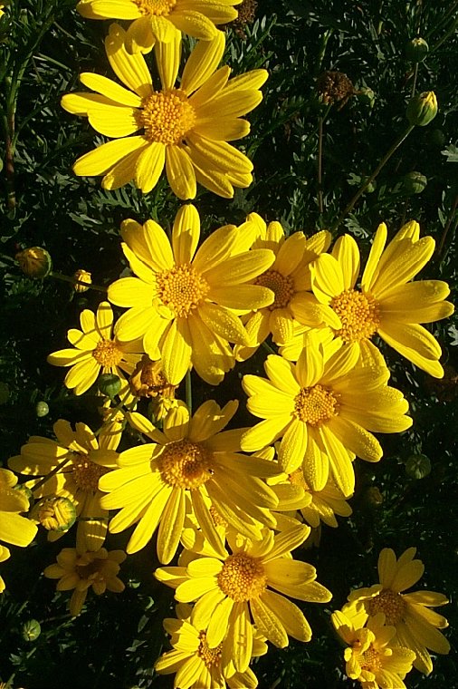 Plant photo of: Euryops pectinatus