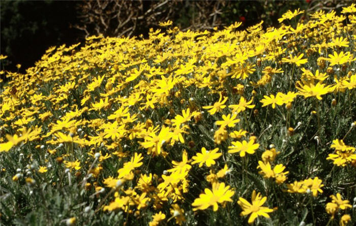 Plant photo of: Euryops pectinatus