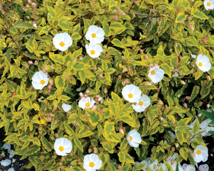 Cistus 'Mickie'