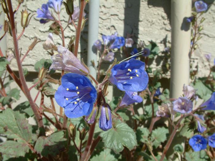 Plant photo of: Phacelia companularia