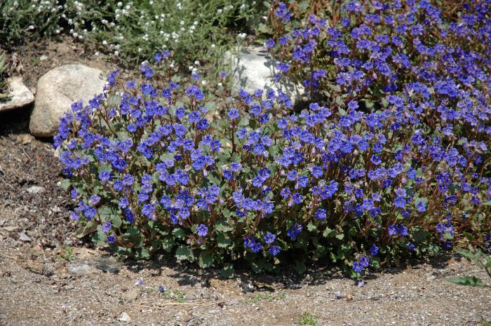 Plant photo of: Phacelia companularia