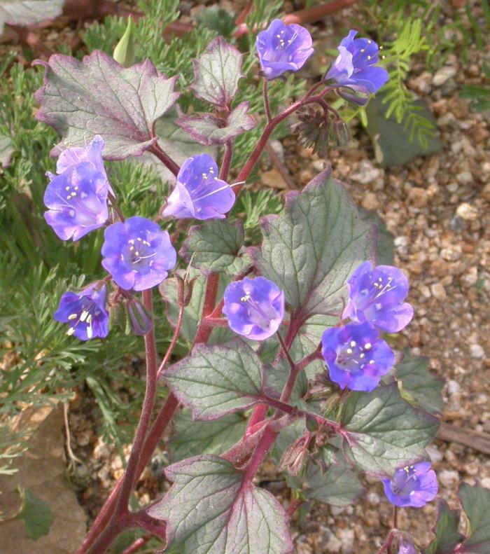 Plant photo of: Phacelia companularia