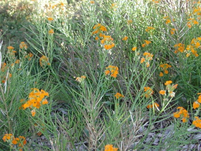 Erysimum allionii