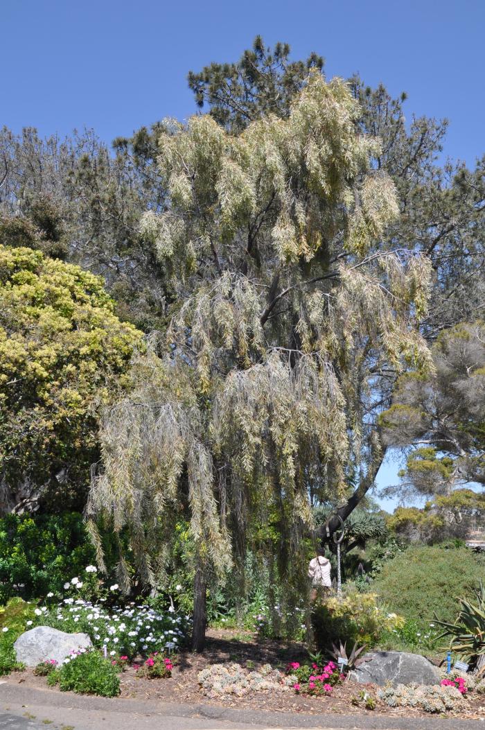 Plant photo of: Acacia pendula