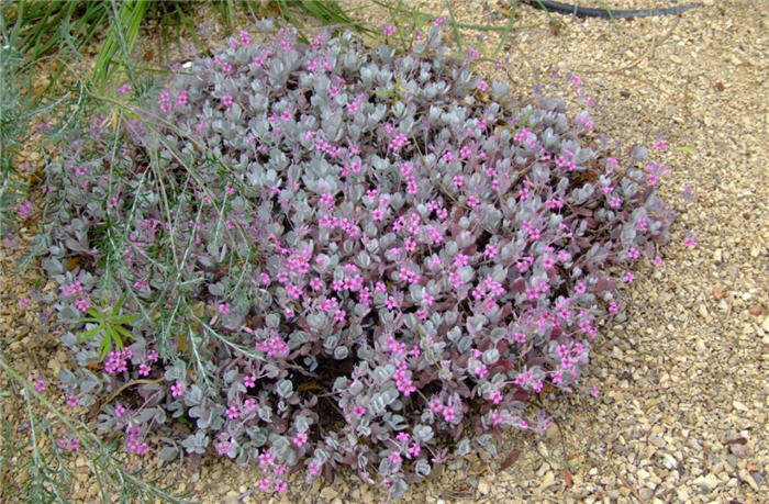 Kalanchoe pumila