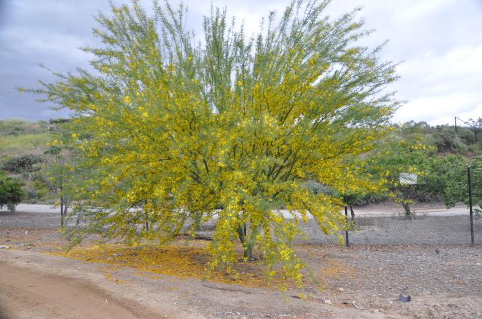 Parkinsonia 'Desert  Museum'