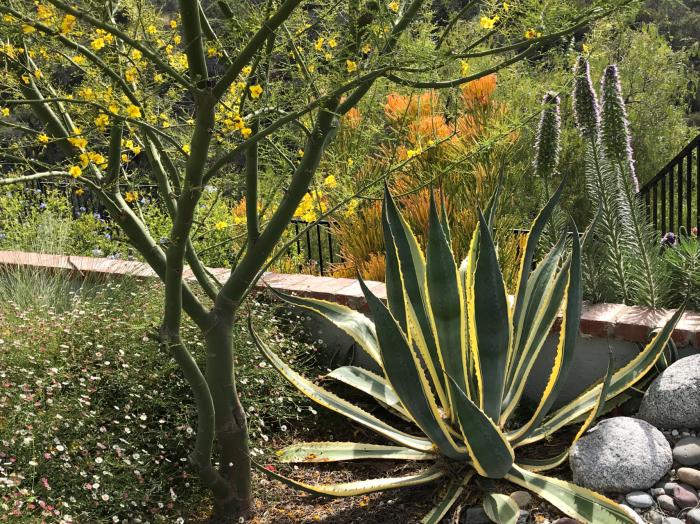 Plant photo of: Parkinsonia 'Desert  Museum'