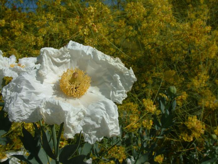 Plant photo of: Romneya coulteri 'White Cloud'