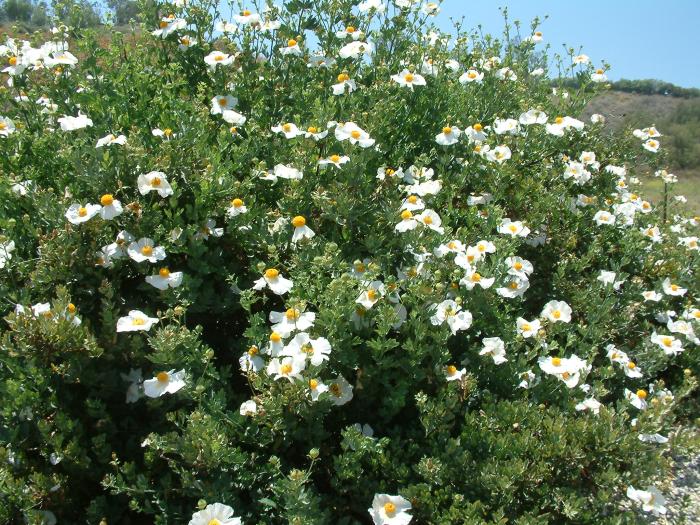 Plant photo of: Romneya coulteri 'White Cloud'