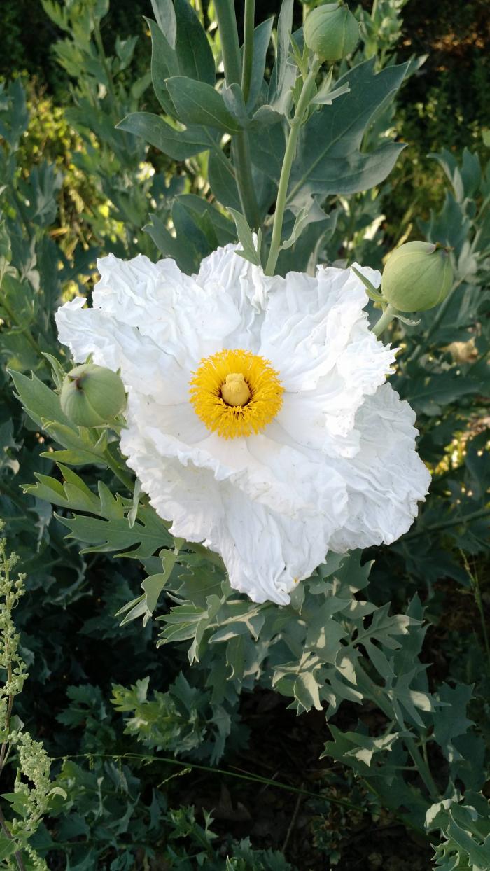 Plant photo of: Romneya coulteri 'White Cloud'