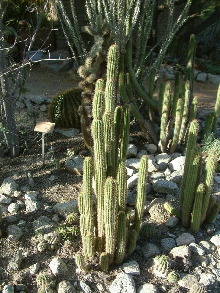 Echinopsis spachianus