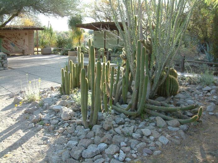 Plant photo of: Echinopsis spachianus