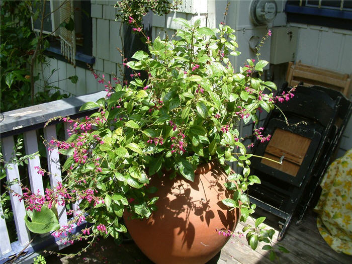 Plant photo of: Salvia chiapensis